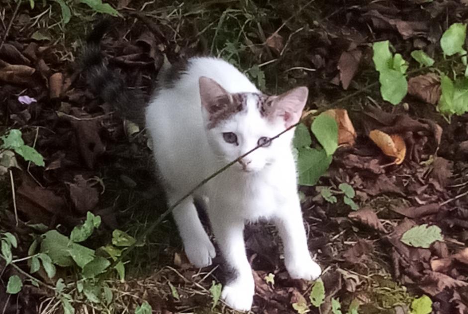 Vermisstmeldung Katze Männliche , 1 jahre Fontenoy Frankreich Vermisstmeldung Katze Männliche , 1 jahre Fontenoy Frankreich