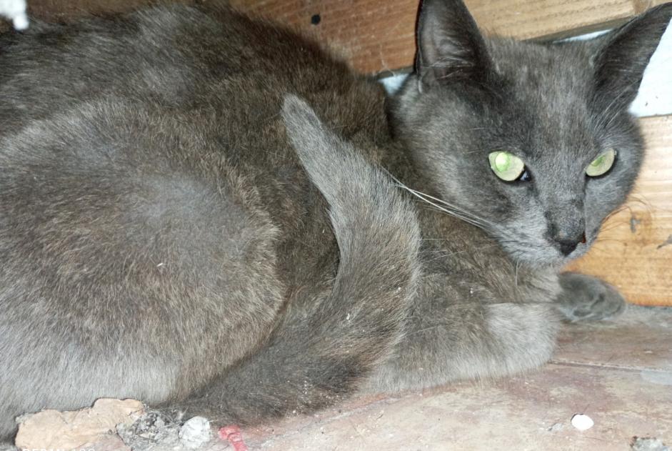 Alerte Découverte Chat Inconnu Nailly France Alerte Découverte Chat Inconnu Nailly France