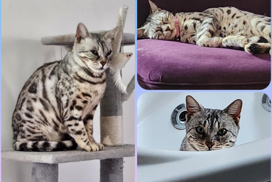 Alerte Disparition Chat Femelle , 7 ans Champs-sur-Yonne France Alerte Disparition Chat Femelle , 7 ans Champs-sur-Yonne France