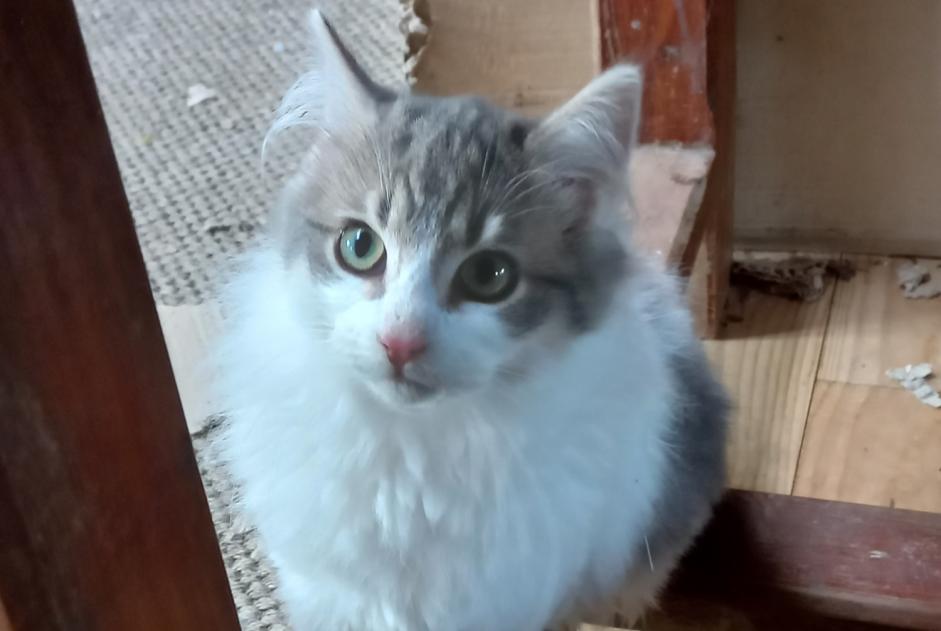 Alerte Disparition Chat croisement Mâle , 1 ans Fontenoy France Alerte Disparition Chat croisement Mâle , 1 ans Fontenoy France