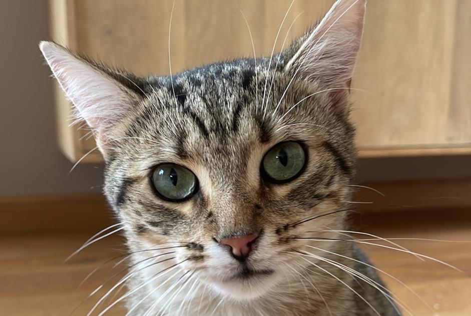 Alerte Disparition Chat Mâle , 2 ans Saint-Valérien France Alerte Disparition Chat Mâle , 2 ans Saint-Valérien France