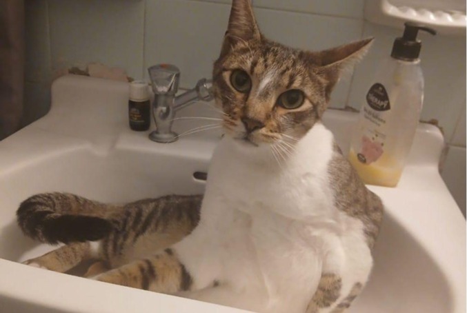 Alerte Disparition Chat croisement  Mâle , 5 ans Saint-Florentin France