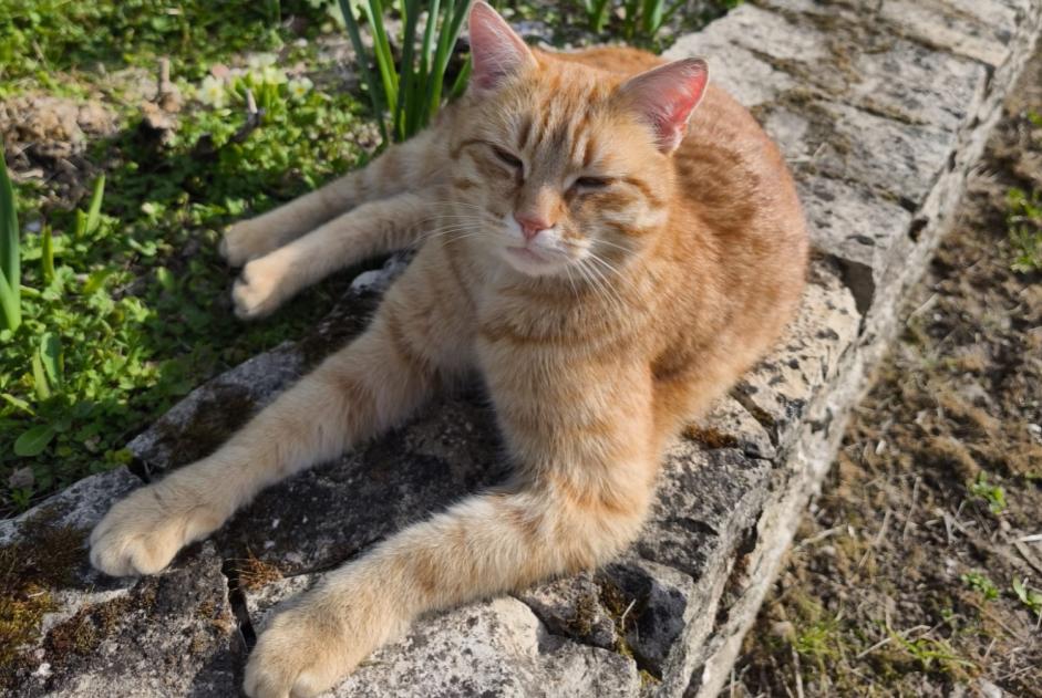 Avviso scomparsa Gatto Maschio , 3 anni Cudot Francia Avviso scomparsa Gatto Maschio , 3 anni Cudot Francia
