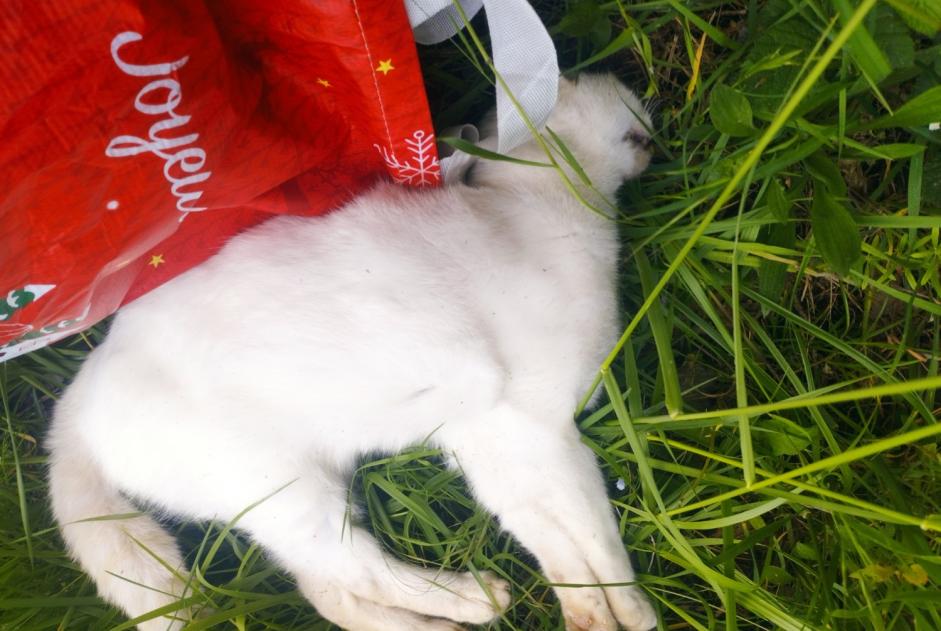 Alerta descoberta Gato cruzamento Desconhecido Champcevrais France Alerta descoberta Gato cruzamento Desconhecido Champcevrais France