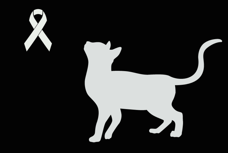 Alerte Découverte Chat croisement  Inconnu Champcevrais France